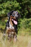 BEAUCERON - PUPPIES 229